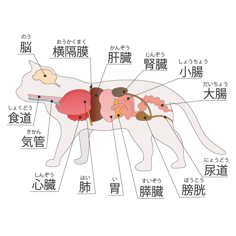 腫瘍科・臓器疾患