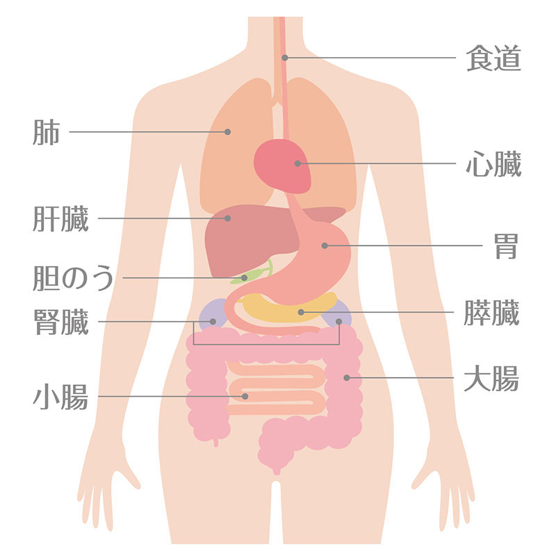 腫瘍科・臓器疾患