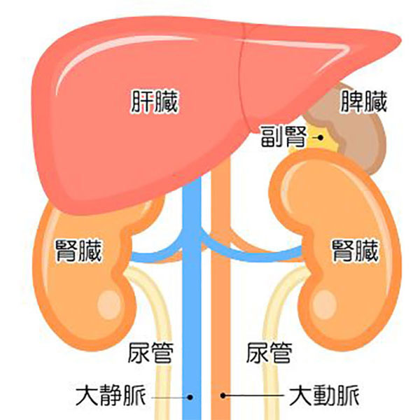 肝臓