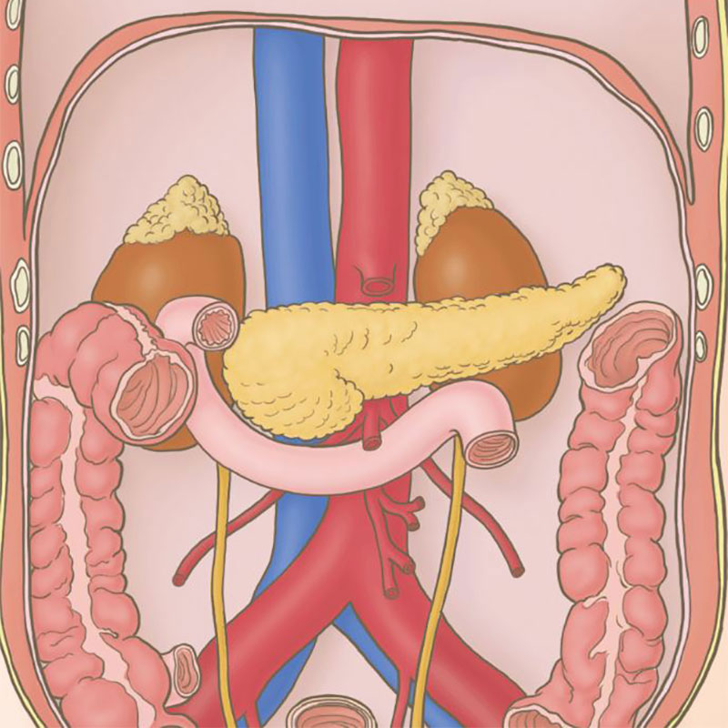 腹腔内